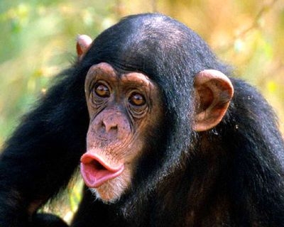 【速報】韓国人がチンパンジーより知能が高かったことが判明