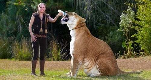 世界最大のネコ科、体長3メートルのライガー「ヘラクレス」