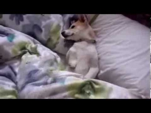 【柴犬動画】朝なかなか起きる事が出来ない柴の子犬　海外の反応