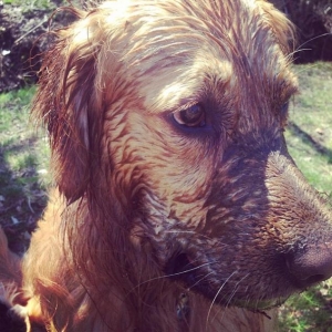 【飼い主涙目】ヒャッハー！！！！泥だらけになった犬が可愛すぎる件ｗｗｗｗｗｗｗｗ